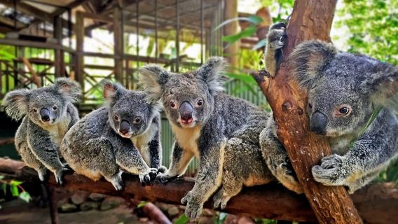 Day Trip: Rainforest & Aboriginal Culture Tour