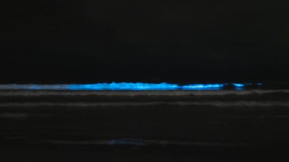 Cocoa Beach/Merritt Island:Bioluminescent kayak tour