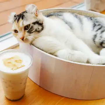 猫カフェ CAT CAFE MOFF SHIMINT 広島店 | 予約・料金 - Trip.com