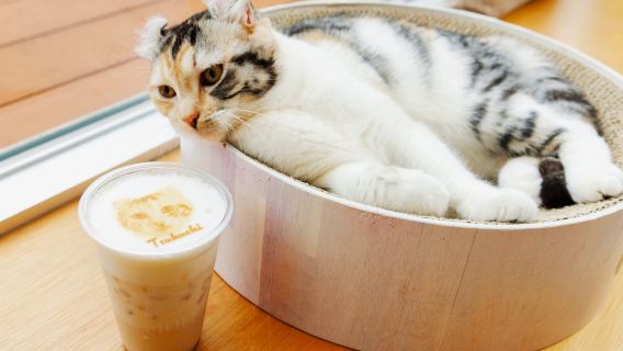 Katzen-Café CAT CAFE MOFF IIAS Okinawa Toyosaki