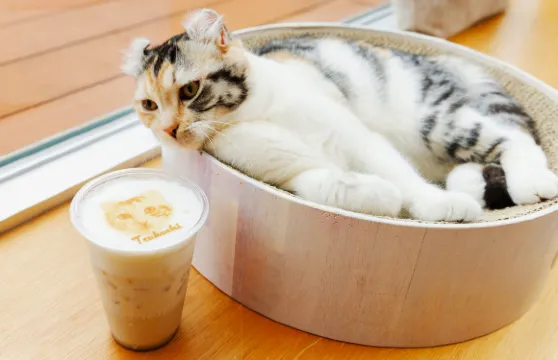 貓咪咖啡館 CAT CAFE MOFF SHIMINT HIROSHIMA 廣島店