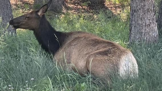 เมืองแบนฟ์: ทัวร์เดินชมเมืองพร้อมไกด์และของว่าง