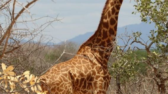 Parque Nacional de Nairobi: tour privado de medio día o día completo con escala