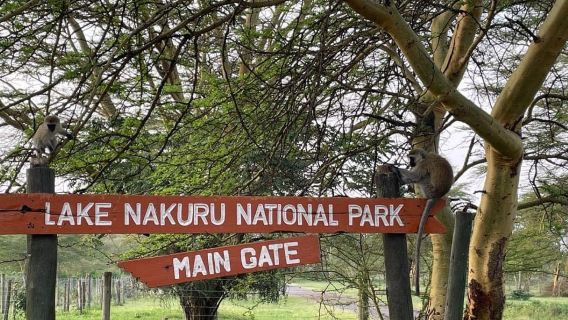 Excursión de un día al Parque Nacional del Lago Nakuru desde Nairobi