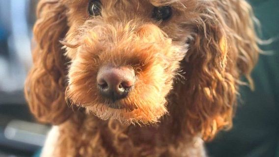 Boarding for New Dogs, with free 30 minute intake appointment - 7 Days