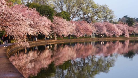 도쿄 벚꽃 익스프레스 투어 (보트 탑승 포함)