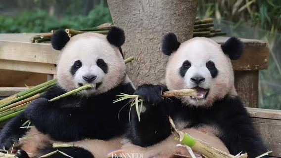 首爾雙樂園一日狂歡：愛寶樂園與樂天世界全程專車接駁