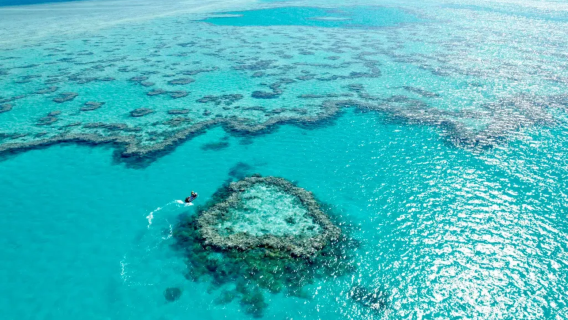 [공식 사이트 직연결] 하디 리프 항 대보초 당일 치기 여행 하트 리프 선택 출발지(성령 군도)