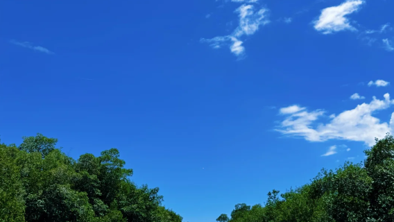 美國邁阿密:大沼澤地國家公園 中文包車一日遊【飯店上門接駁】