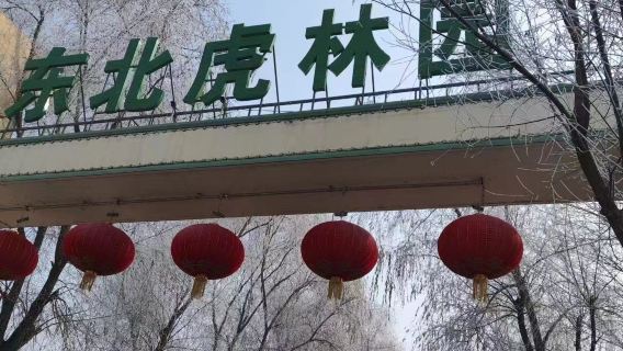 【東北虎林園】步行觀光 + 刺激驚險東北虎野化訓練區遊覽