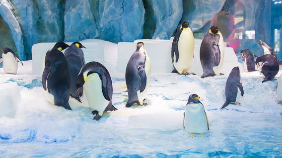 Buffet Voucher for Breakfast or Dinner at Emperor Penguin Restaurant in Zhuhai Chimelong Penguin Hotel (for 2 or 3 Guests)