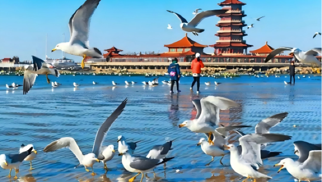 1-day tour to Penglai Pavilion + Eight Immortals crossing the sea + Wencheng Castle + Eight Immortals Sculpture + Golden Beach lonely whale in Yantai