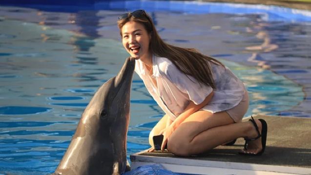 Explorador de delfines en Bali - Una experiencia inolvidable con delfines y té de la tarde