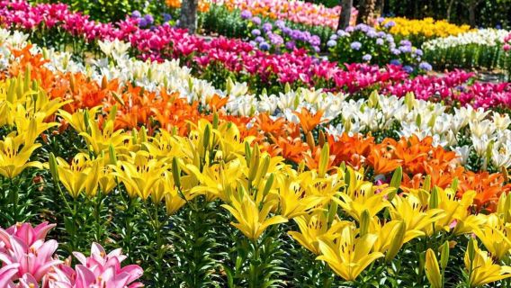 大阪出發 初夏限定百合花海｜城崎溫泉街散策・神戶牛壽喜燒