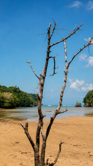 Banyuwangi Alas Purwo National Park Private Day Tour