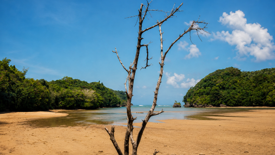 Lawatan Sehari Persendirian Taman Negara Alas Purwo Banyuwangi