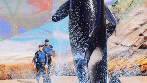 美國聖地牙哥-拉霍亞海灣-老城-巴爾博亞包車一日輕享遊不含票