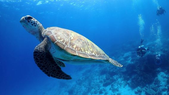 Phuket: Racha Island 3-Dive Scuba Diving & Snorkeling with Breakfast and Lunch | Day Trip