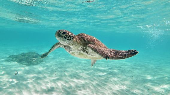 Miyako Island: Snorkeling Adventure Swim with Turtles & Nemo