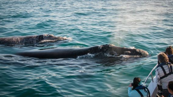 Knysna: Close Encounter Whale Watching Tour by Boat