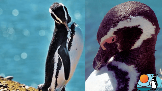Puerto Madryn: Punta Tombo Shore Excursion for Cruise Guests