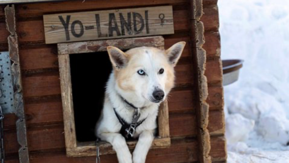 Partida de Tromso: Aventura divertida de trenó puxado por cães