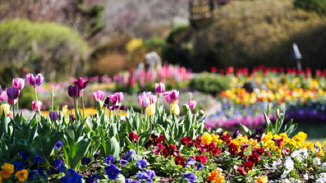 ทัวร์วันเดียว/ทัวร์หลายวัน เกาะนามิ + หมู่บ้านฝรั่งเศส + สวน Garden of Morning Calm (จากโซล)