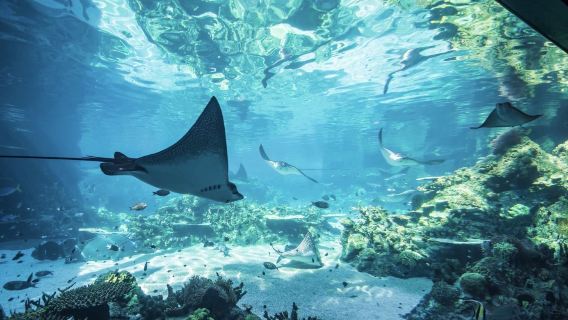 可倫賓野生動物保護區+華納兄弟電影世界+海洋世界+海岸海灘※