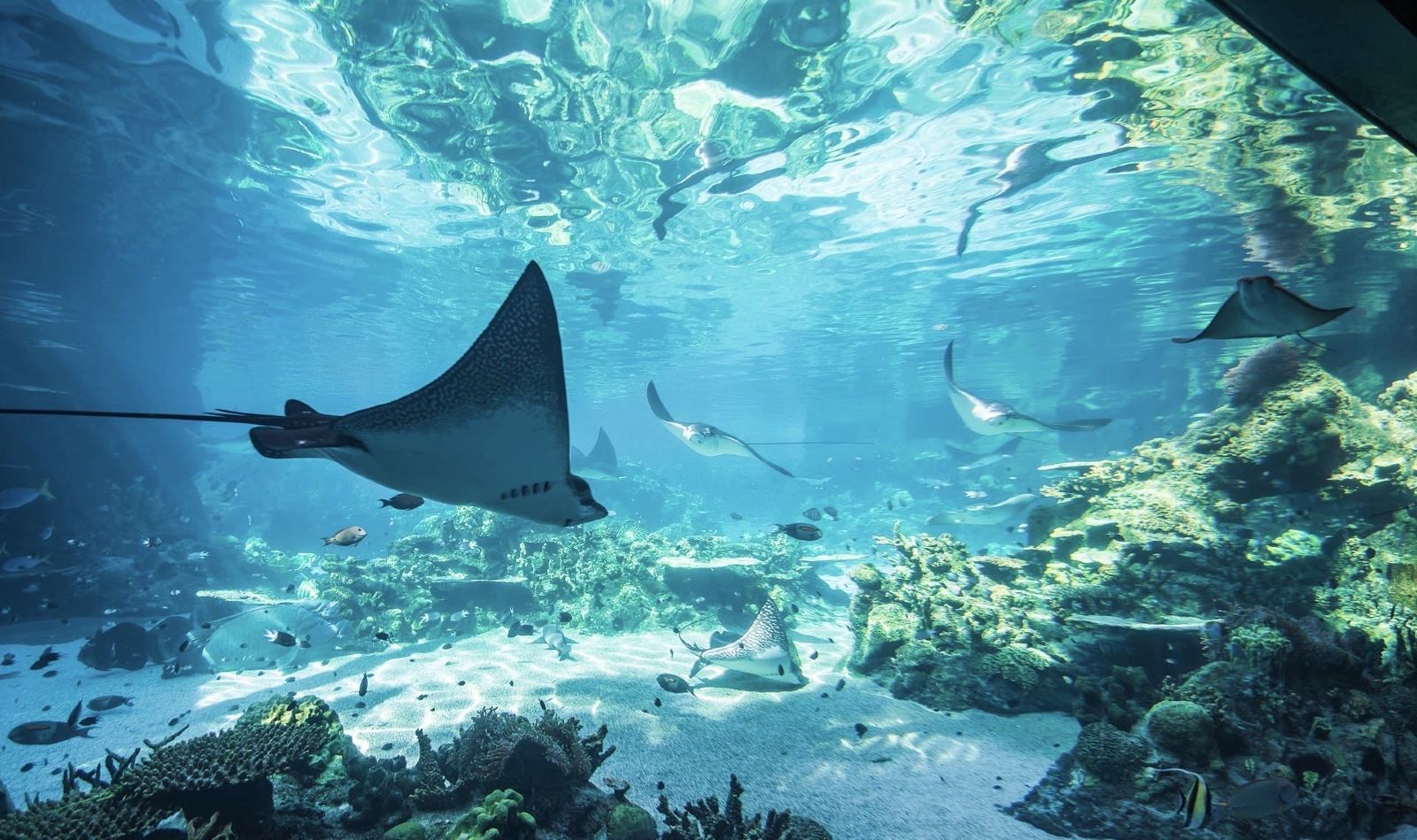 黃金海岸1日遊|可倫賓+電影世界+海洋世界|行程可自訂※