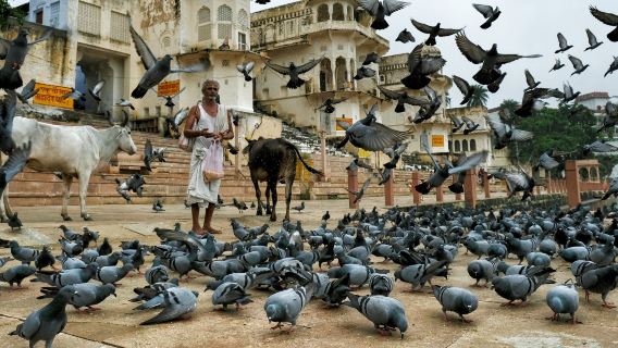 ジョードプルからジャイプルへのドロップを含むヒンドゥー巡礼地ジャガトピタシュリーブラフママンディル訪問(ガイドオプション付き)