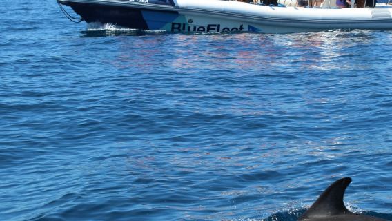 Dolphin Watching Tour from Lagos