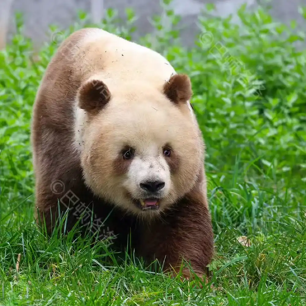 Xi'an Qinling Four Rare Animals Science Park Private Half-Day Tour