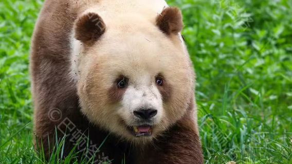 Xi'an Qinling Sibao Science Park Panda Qizai Half Day Tour (English/ Chinese/Mandarin guide)