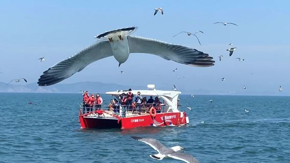 遼寧大連大長山島/哈仙島快艇包船出海海釣釣魚【獐子島專業海釣/帆船賞豚觀鳥/快艇出海觀光】
