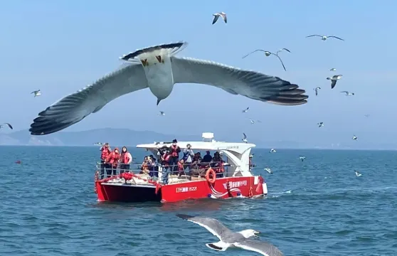 遼寧大連大長山島/哈仙島快艇包船出海海釣釣魚【獐子島專業海釣/帆船賞豚觀鳥/快艇出海觀光】