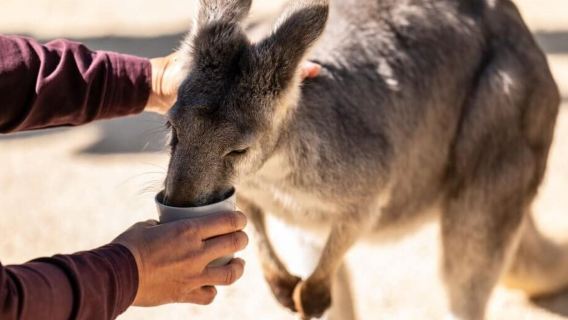 費瑟戴爾野生動物園+聖母主教座堂+雪梨塔+達令港+麥考利座椅