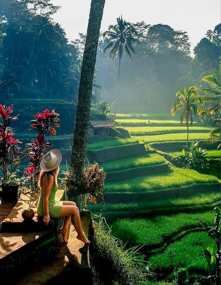 Ubud Highlight Tour Monkey Forest, Waterfall, Temple & Rice Terrace.