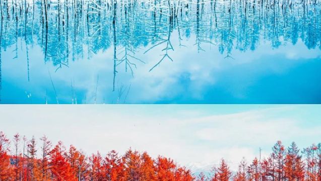 日本北海道旭川動物園+青池【私家包車/中文司機/行程定制】