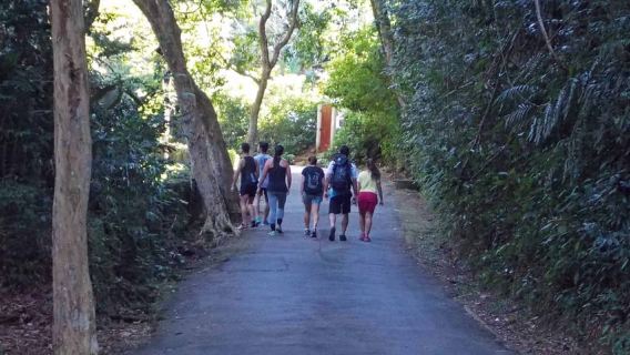 Río de Janeiro: caminata guiada al pico Tijuca