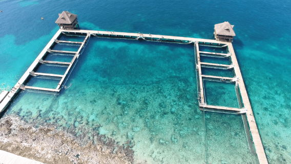 Cozumel: Dolphin Royal Swim and Manatee Interaction