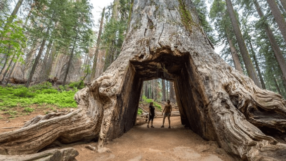 From Oakland: Full Day Yosemite National Park Tour