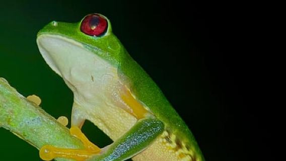 Rainforest After Dark by Jeremias Solano