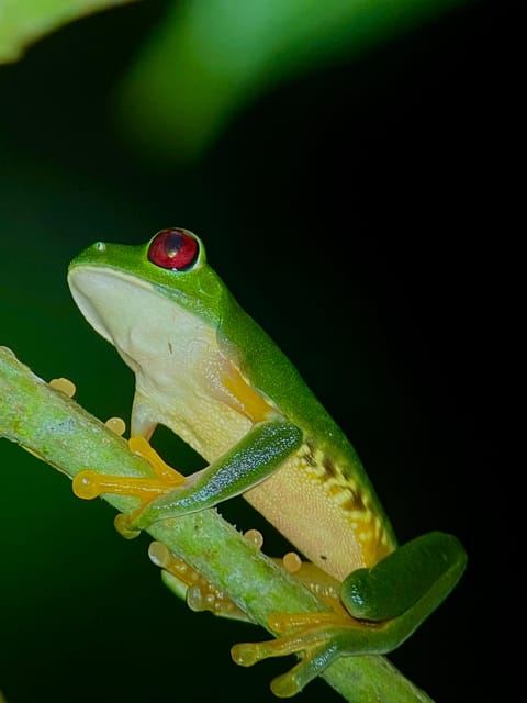 Rainforest After Dark oleh Jeremias Solano