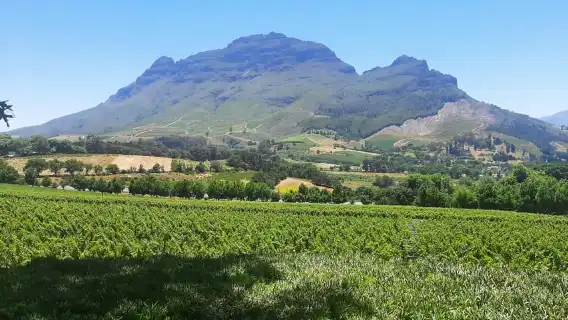 ทัวร์ส่วนตัวพบปะกับเสือชีตาห์และชิมไวน์