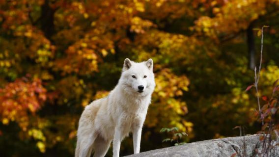 Montebello, QC: VIP-Tour am Vormittag im Parc Oméga