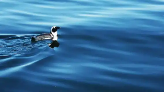 Cape Town: Marine Big 5 Ocean Safari from V&A Waterfront