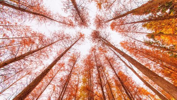 深圳中英街+大梅沙+東門老街一日包車遊|獨立成團上門接駁