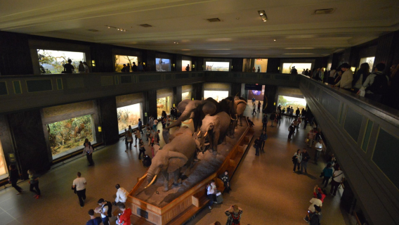 紐約中央公園+自然歷史博物館+時代廣場+華爾街+自由女神像