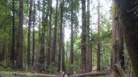 Muir Woods, Sausalito, and Bay Cruise from San Francisco