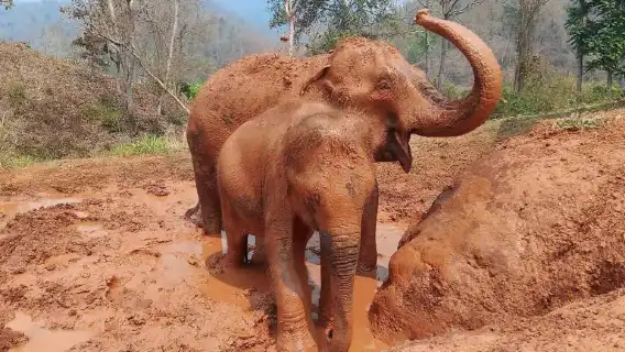 清邁克倫大象寧靜之旅 – 與大象同行及竹筏漂流日遊